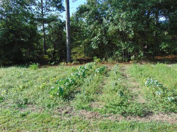1051 Hinote Road DeFuniak Springs, FL 32433 - Photo 34 of 39 a view of a garden with a tree