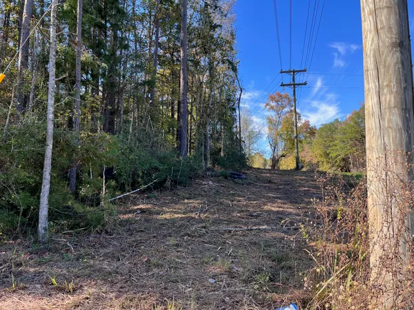 a view of a yard with plants and trees