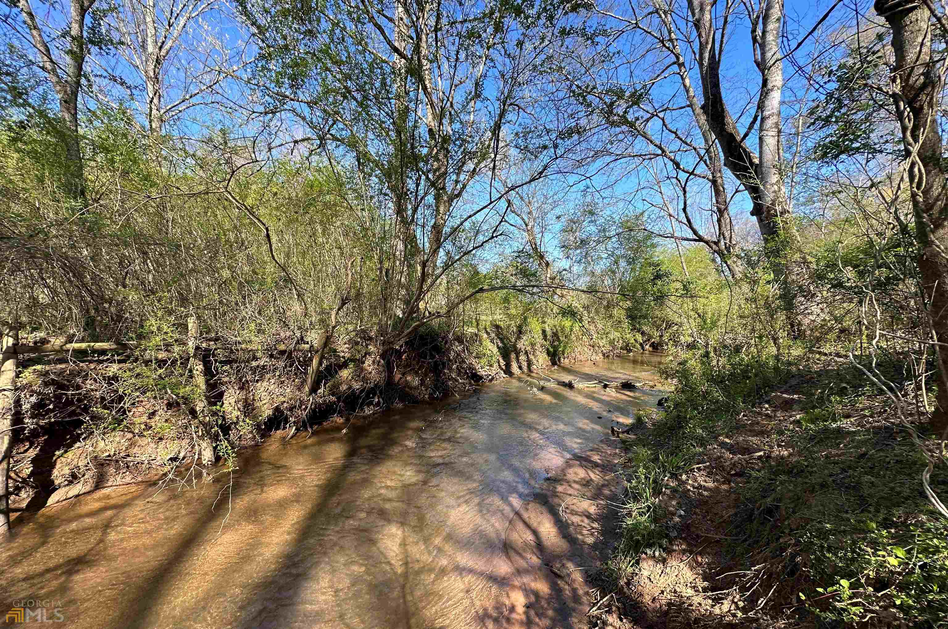 a view of a yard with plants and trees