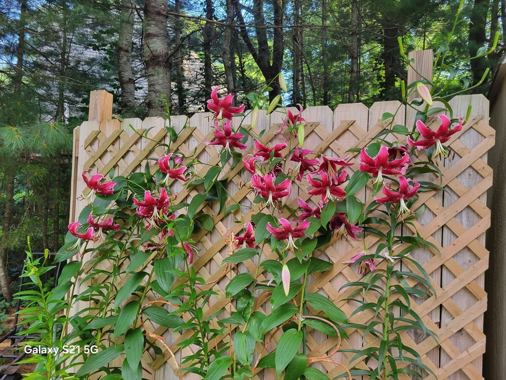 65 Black Oak Road Barnstable, MA 02648 - Photo 41 of 42