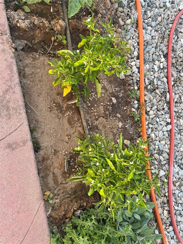 13645 5th Street, Unit 35 Yucaipa, CA 92399 - Photo 19 of 22 a plant that is in a garden