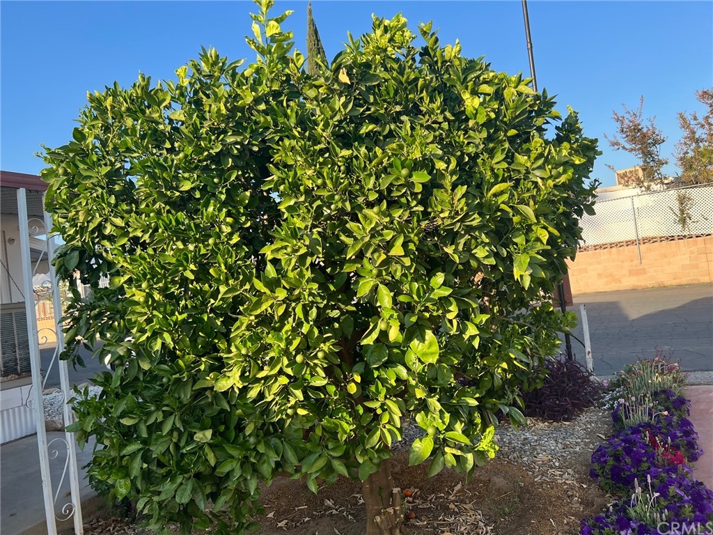13645 5th Street, Unit 35 Yucaipa, CA 92399 - Photo 20 of 22 a view of a garden