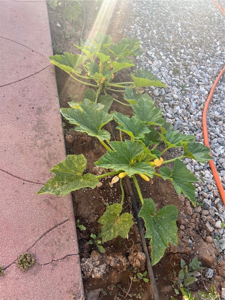 13645 5th Street, Unit 35 Yucaipa, CA 92399 - Photo 21 of 22 a bird view of a garden