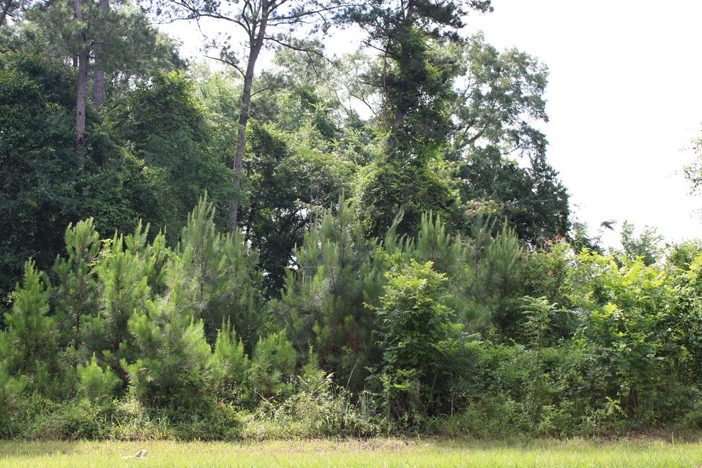 0 Pataula Park Road Georgetown, GA 39854 - Photo 6 of 12
