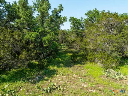 a view of a lush green forest