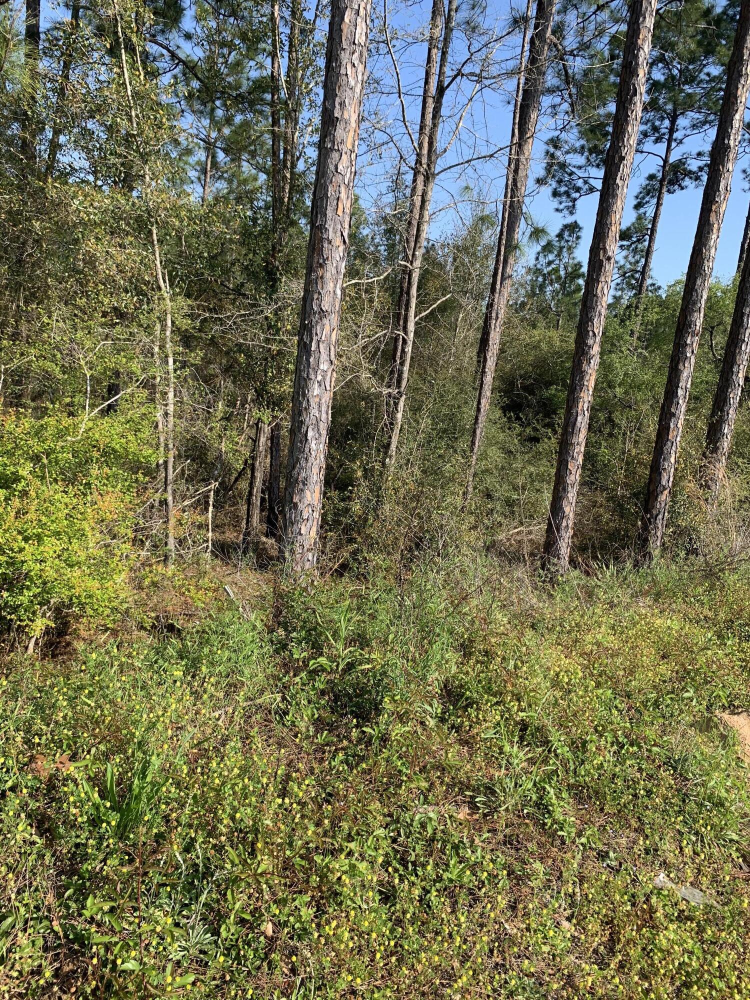 Lot 2 Eagle Way Crestview, FL 32539 - Photo 6 of 7 IMG_2651