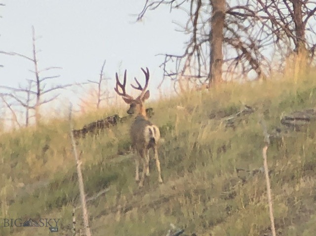 659 Deadmans Canyon Road Reed Point, MT 59069 - Photo 17 of 96 Gallery Image 17