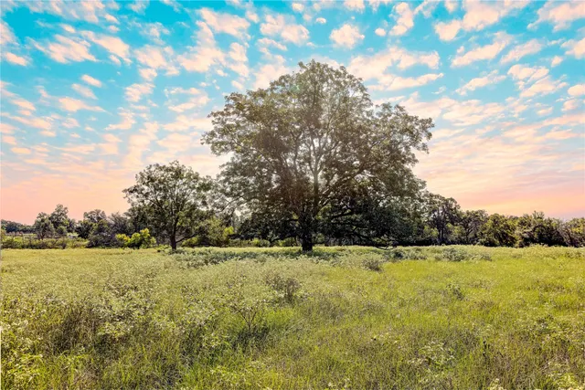 a view of a green yard with a tree