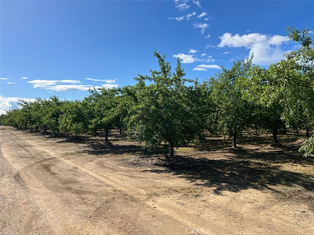 0 Capay Road Corning, CA 96021 - Photo 4 of 14 a view of a yard with trees