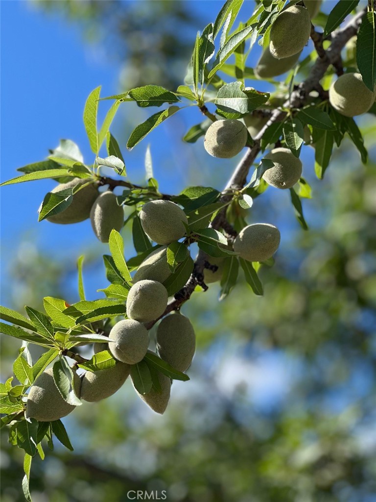 0 Capay Road Corning, CA 96021 - Photo 5 of 14