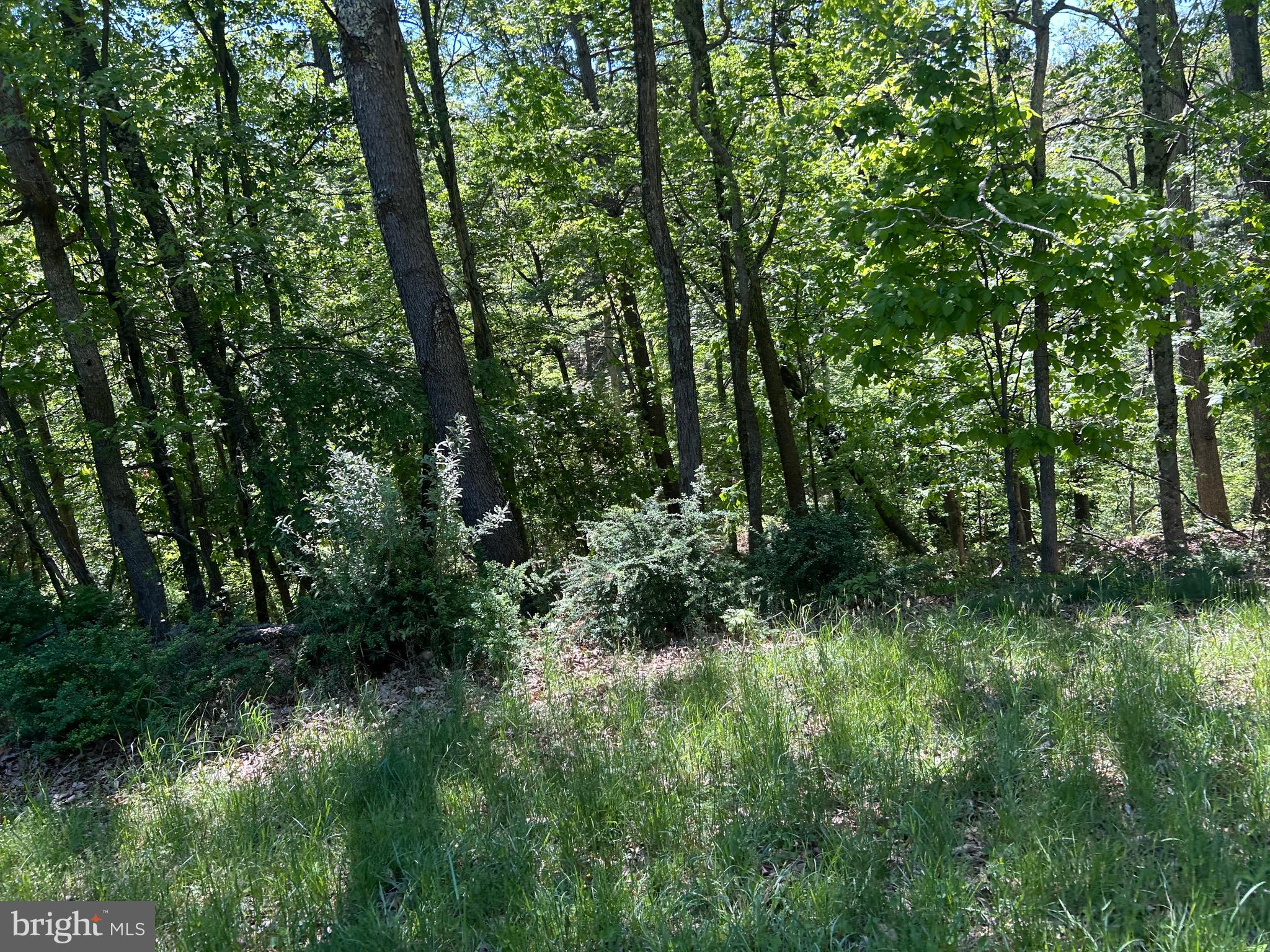 South Timber Ridge Road Cross Junction, VA 22625 - Photo 15 of 32 a view of outdoor space and trees