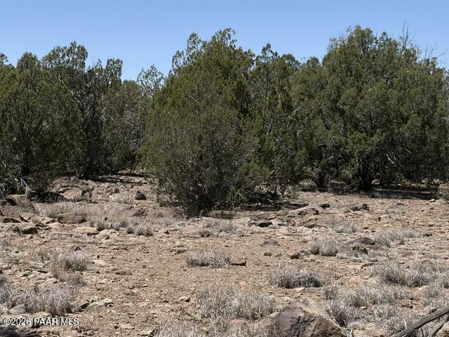 356 B Sierra Verde Ranch Seligman, AZ 86337 - Photo 4 of 6 a view of a dry yard with trees