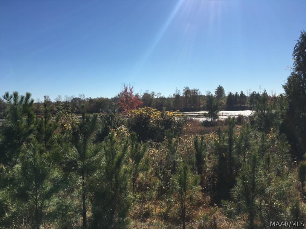2284 Fink's Ml Road Samson, AL 36477 - Photo 24 of 29 Gallery Image 24