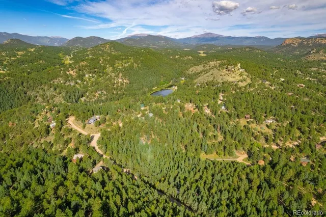 a view of a lush green forest