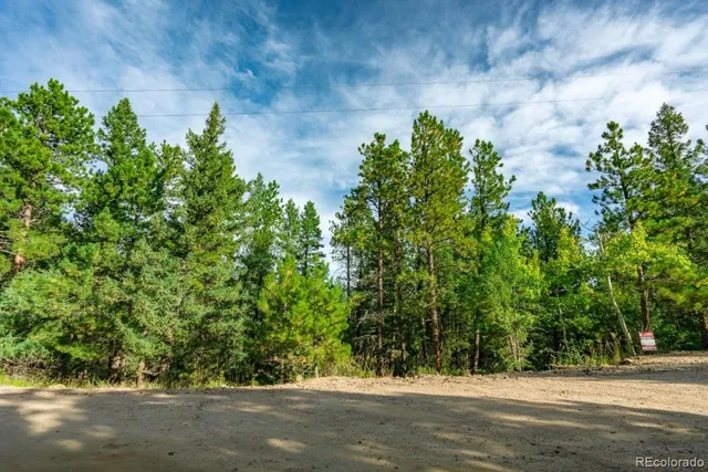 a view of a forest that has large trees