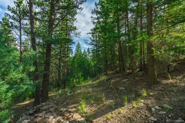 a view of a road with plants and large trees