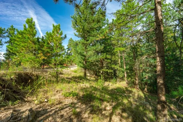 a view of a forest with trees in the background