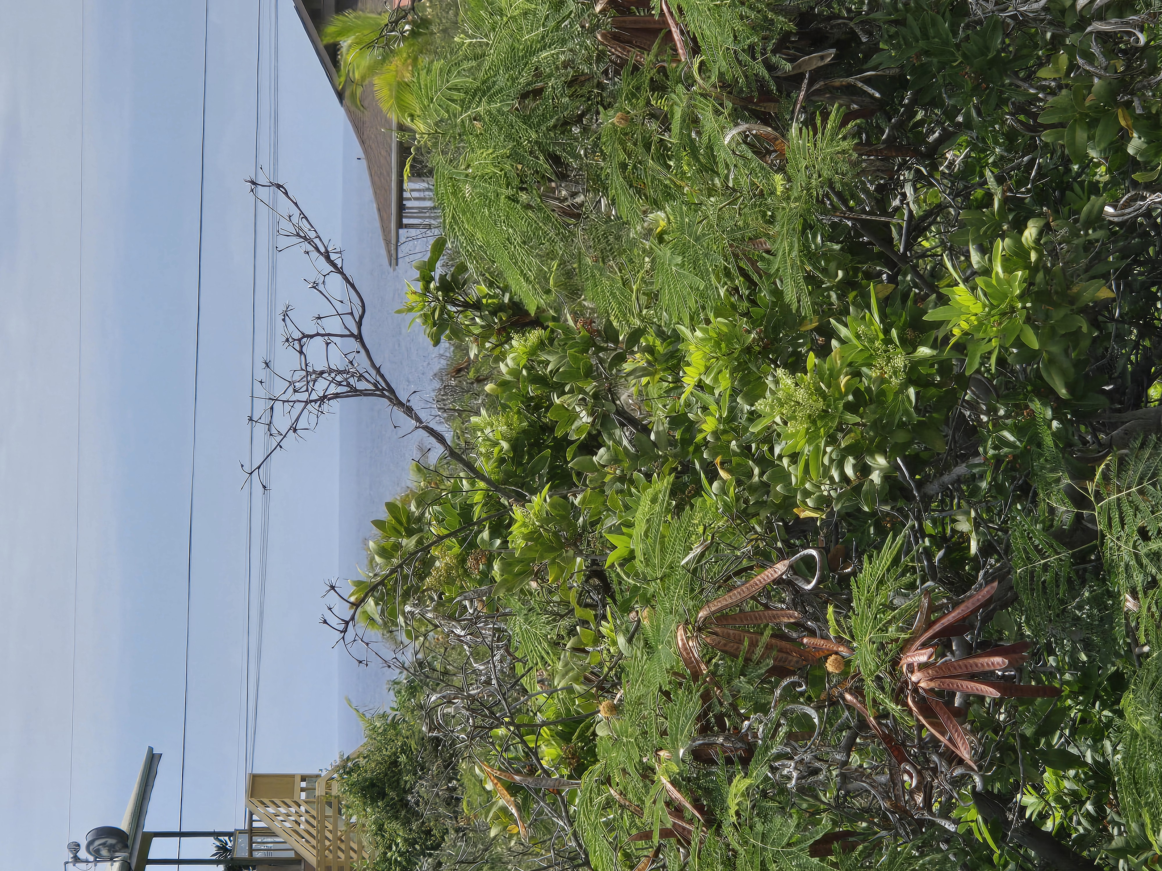 24 Akahi Avenue Captain Cook, HI 96704 - Photo 4 of 5 a view of a plant with lots of bushes