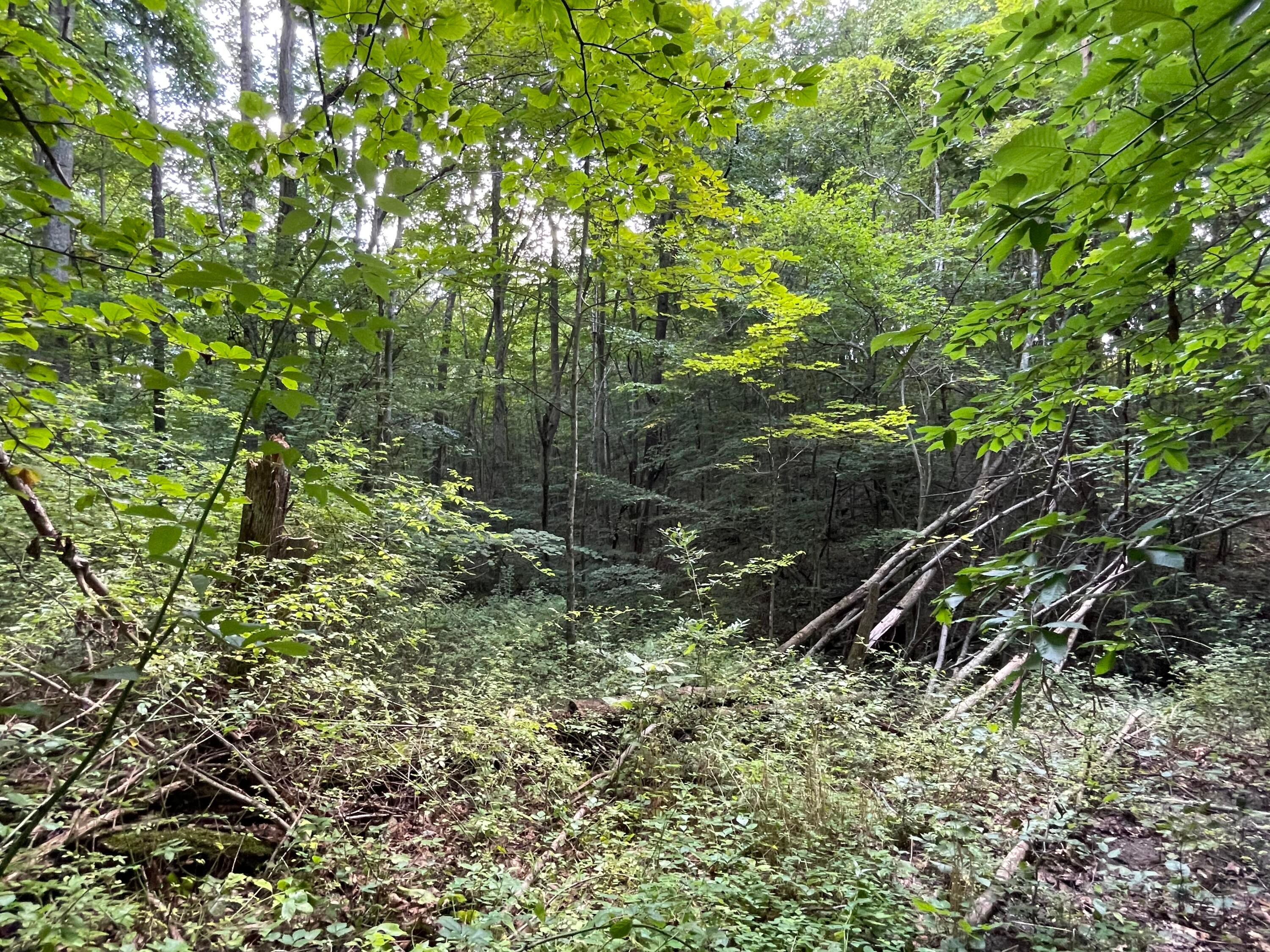 Keeney Mountain Road Sandstone, WV 25985 - Photo 19 of 19 Gallery Image 19