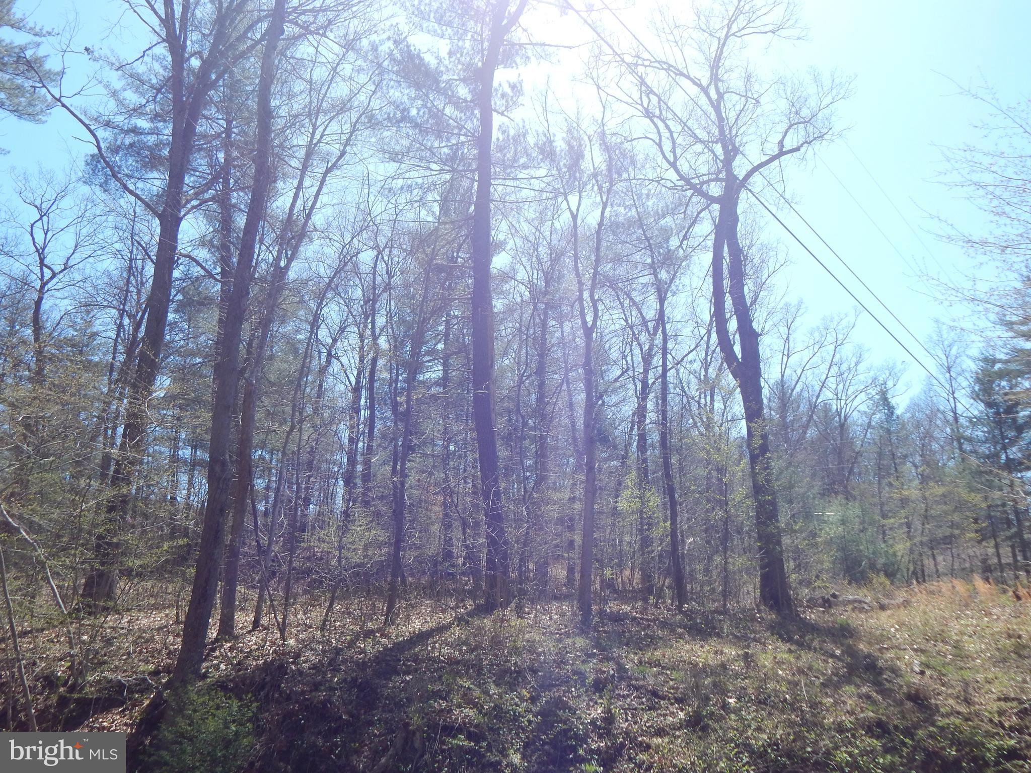 Lot 1 Cannon Hill Road Hedgesville, WV 25427 - Photo 18 of 19 a view of backyard with trees