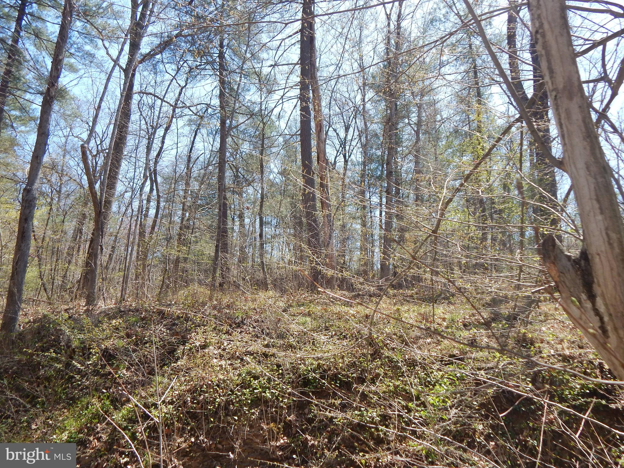 Lot 1 Cannon Hill Road Hedgesville, WV 25427 - Photo 5 of 19 a yard with tall trees