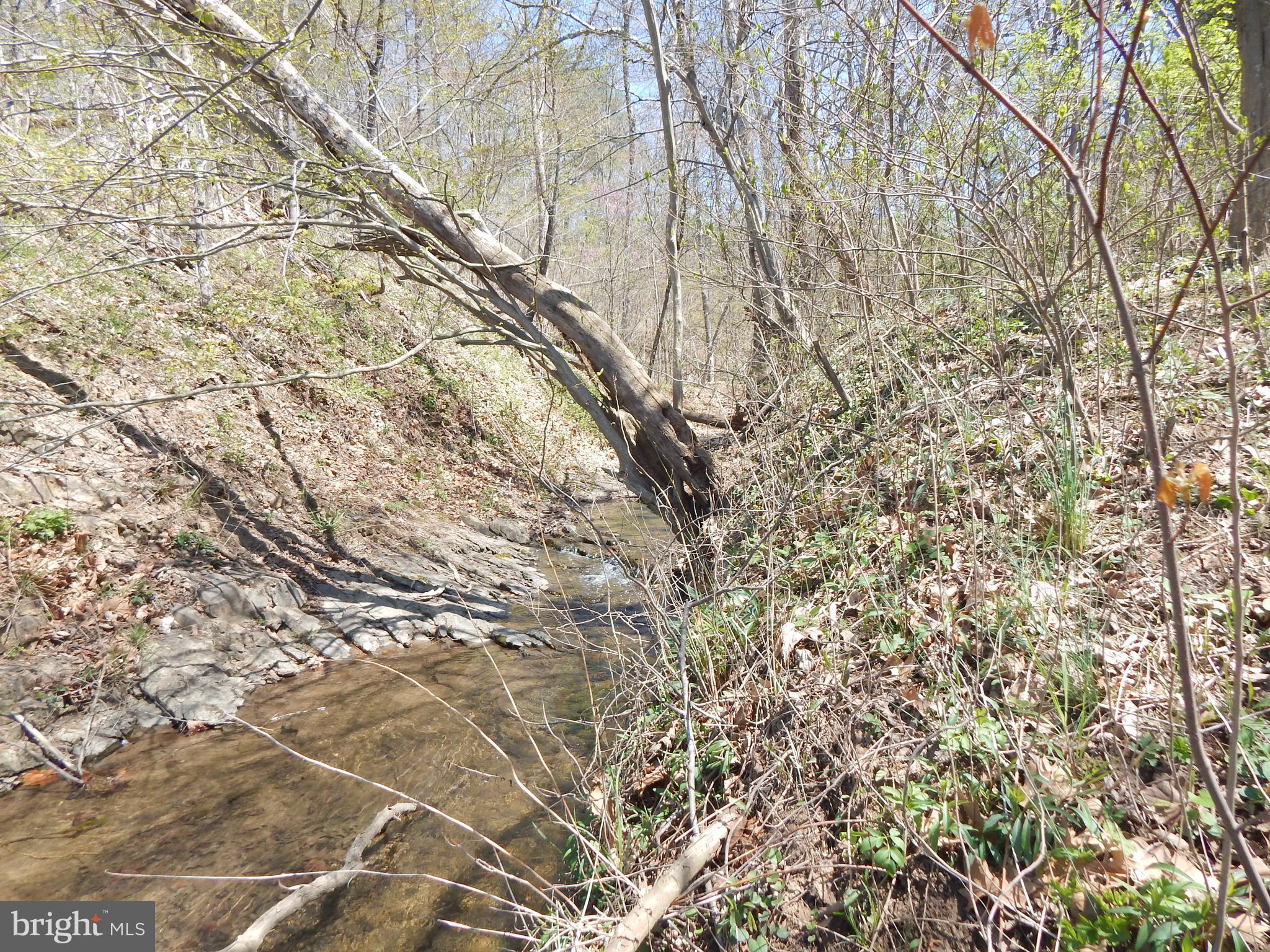 Lot 1 Cannon Hill Road Hedgesville, WV 25427 - Photo 7 of 19 a picture of tree