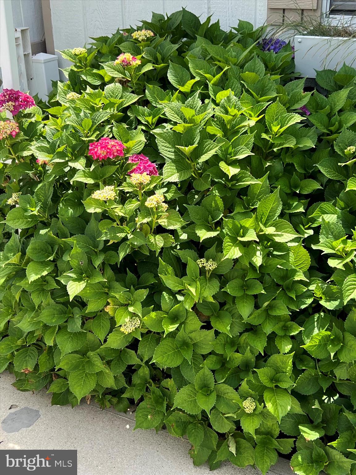 845 Abagail Circle Harrington, DE 19952 - Photo 67 of 74 IMG_3179 - Copy - Copy