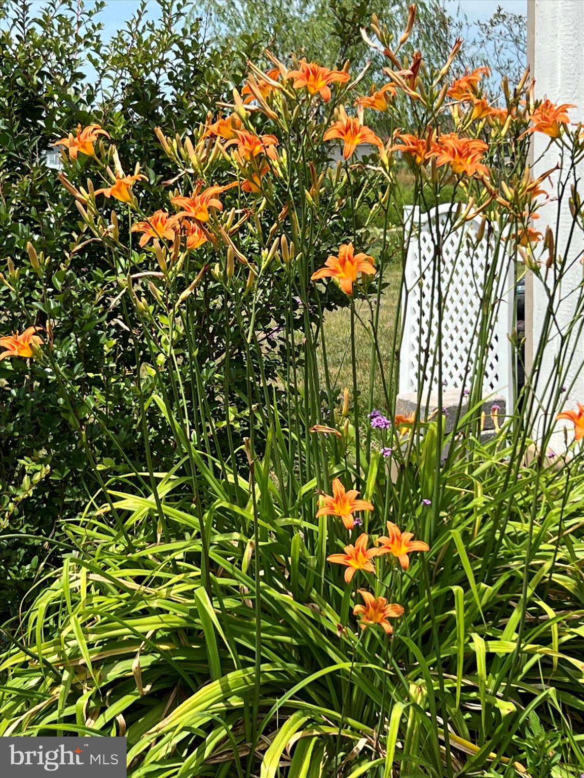 845 Abagail Circle Harrington, DE 19952 - Photo 68 of 74 IMG_3183 - Copy - Copy