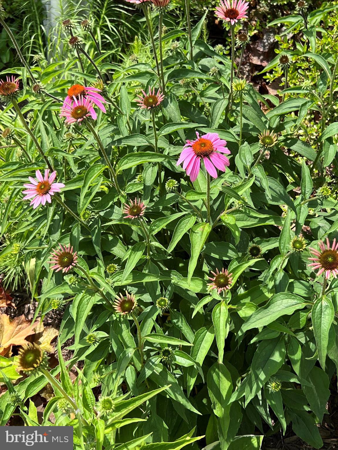 845 Abagail Circle Harrington, DE 19952 - Photo 69 of 74 IMG_3191 - Copy - Copy