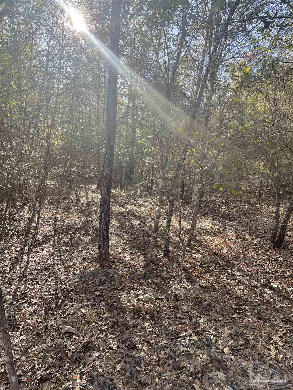 0 Walling Road Milton, FL 32570 - Photo 11 of 14 a view of a forest with trees