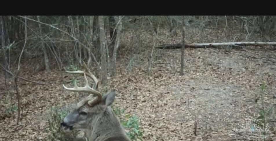 0 Walling Road Milton, FL 32570 - Photo 12 of 14 a bathroom with a shower