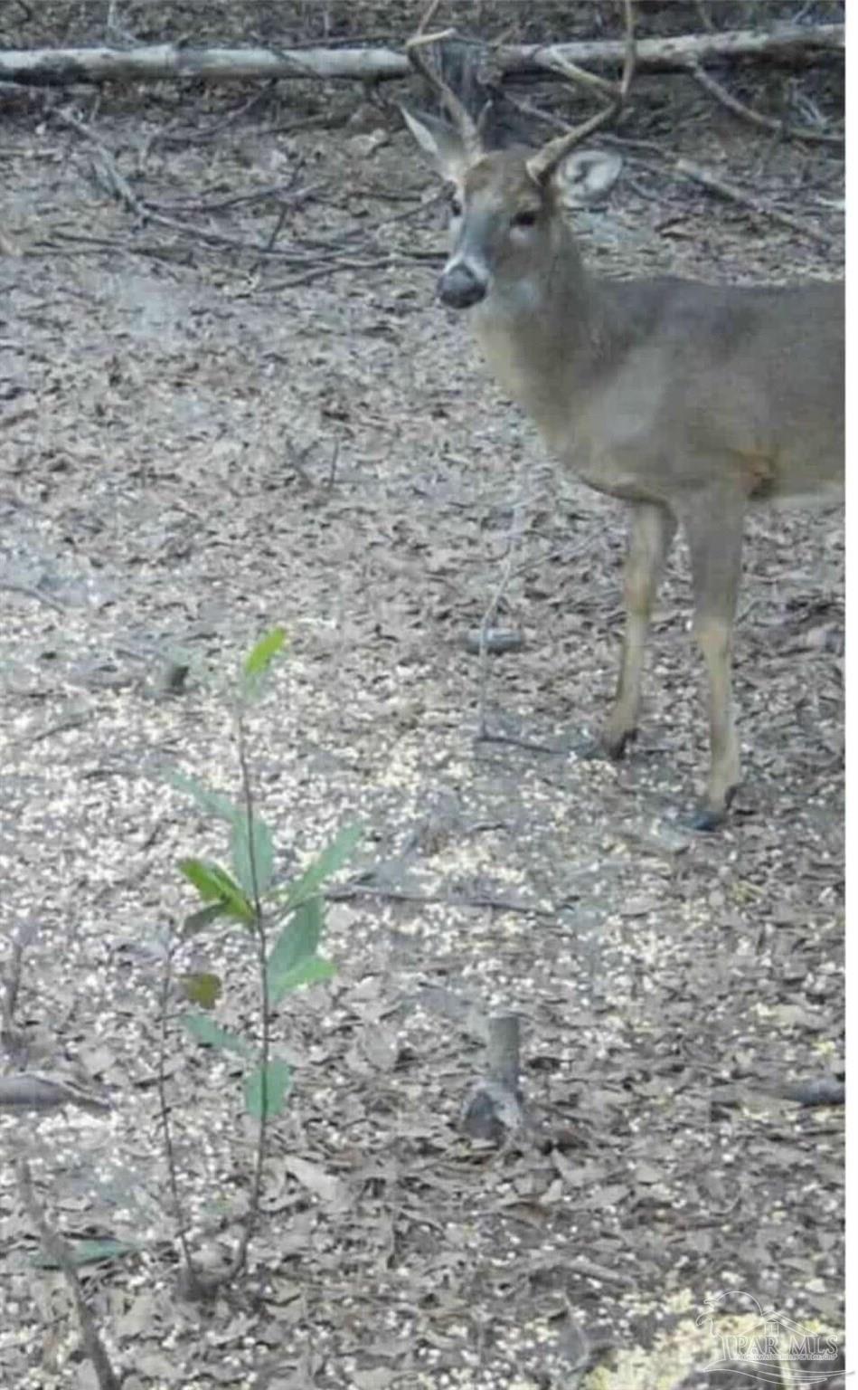 0 Walling Road Milton, FL 32570 - Photo 13 of 14 a close up of a plant