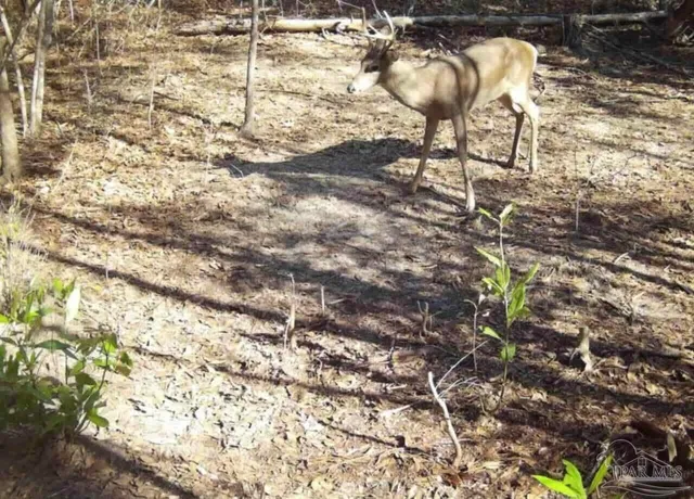 $225,000 | 0 Walling Road, Milton, FL 32570