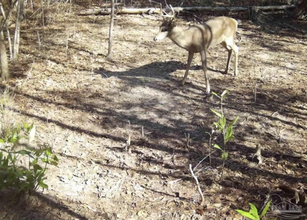 0 Walling Road Milton, FL 32570 - Photo 14 of 14 a view of a yard