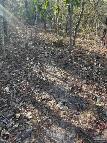 a view of a tree with a yard