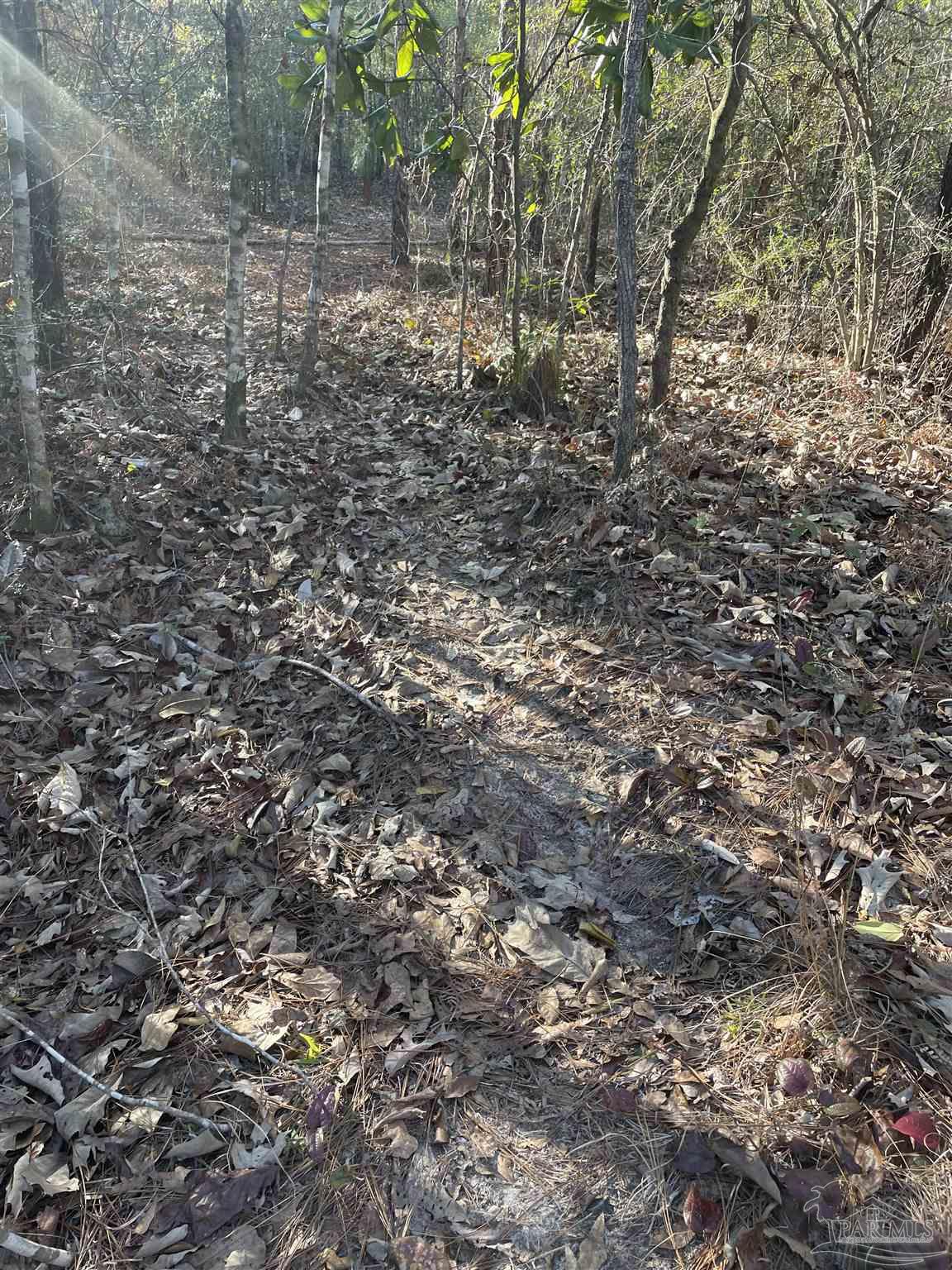 0 Walling Road Milton, FL 32570 - Photo 6 of 14 a view of a tree with a yard