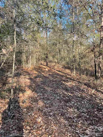 a view of a yard with a trees