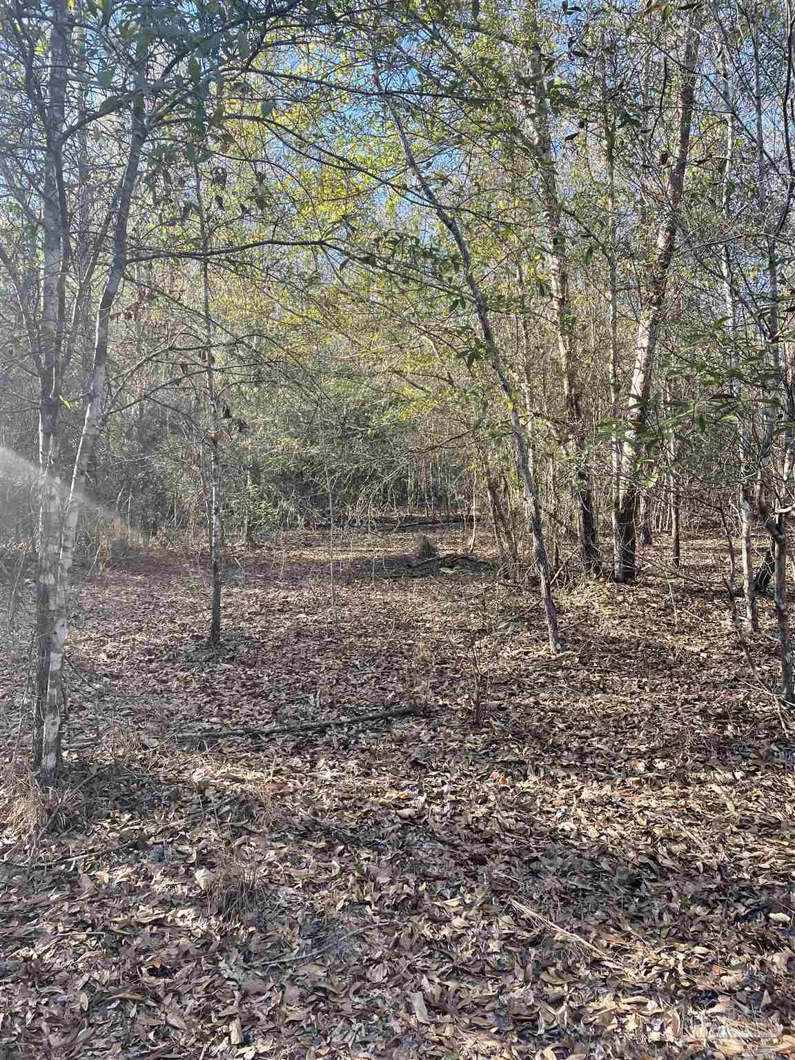 0 Walling Road Milton, FL 32570 - Photo 9 of 14 a view of a yard with a trees