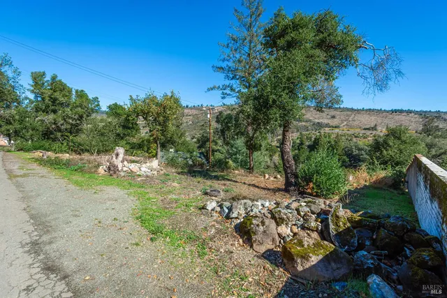 a view of a yard with plants and large trees