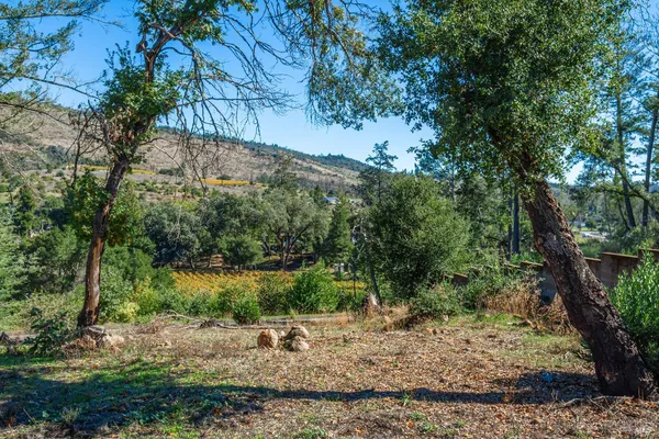 a view of a garden with a tree in the background