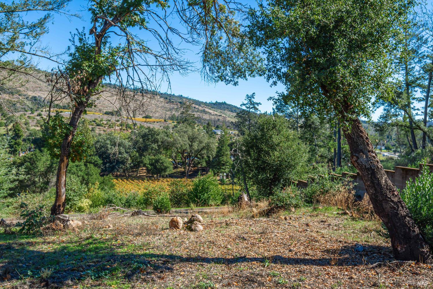 14 Upland Road St. Helena, CA 94574 - Photo 30 of 33 a view of a yard with plants and large trees