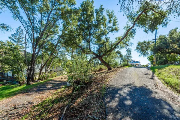 a view of a yard with plants and large trees