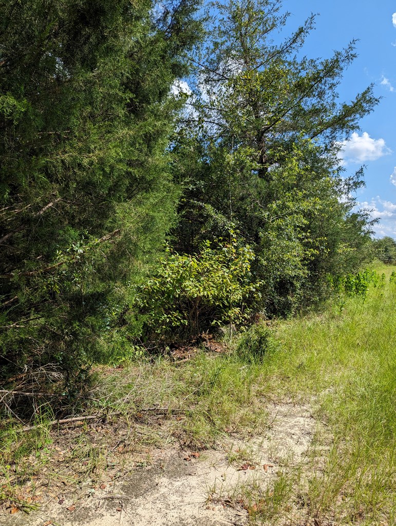 382 Friendship Road Gordon, AL 36343 - Photo 4 of 9