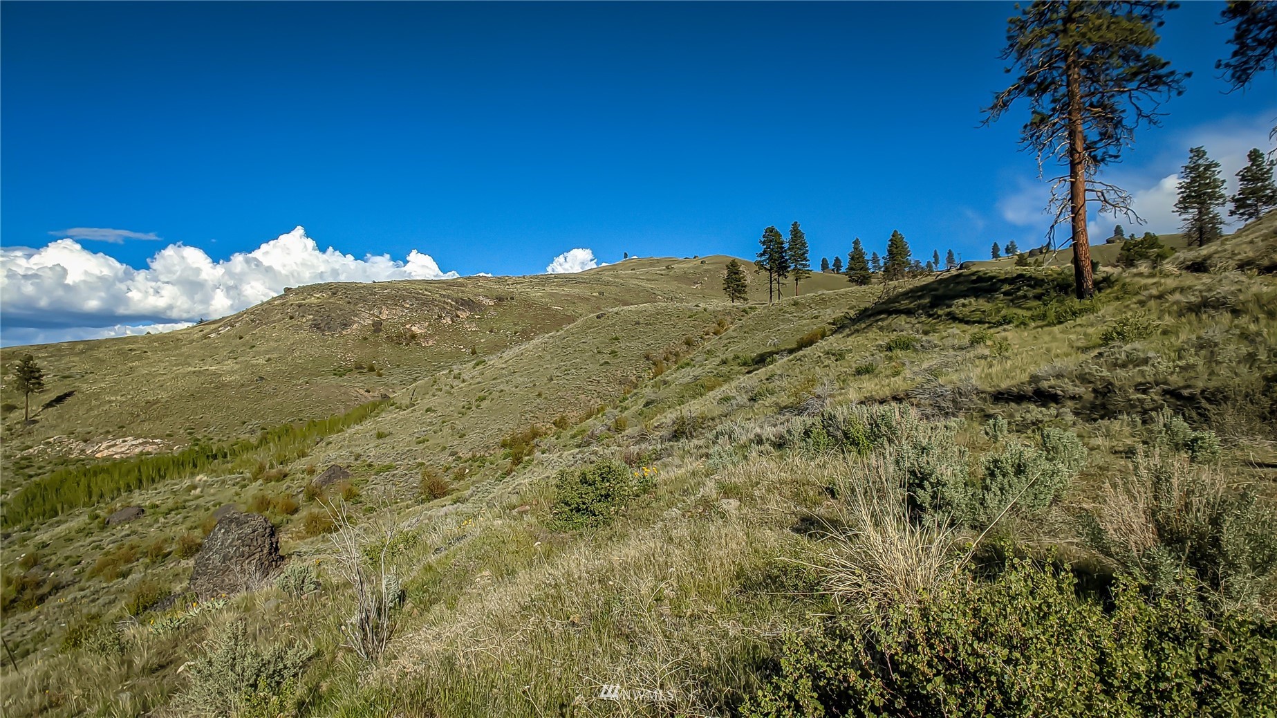 59 Bigelow Spring Road Waterville, WA 98858 - Photo 33 of 40 a view of a big yard