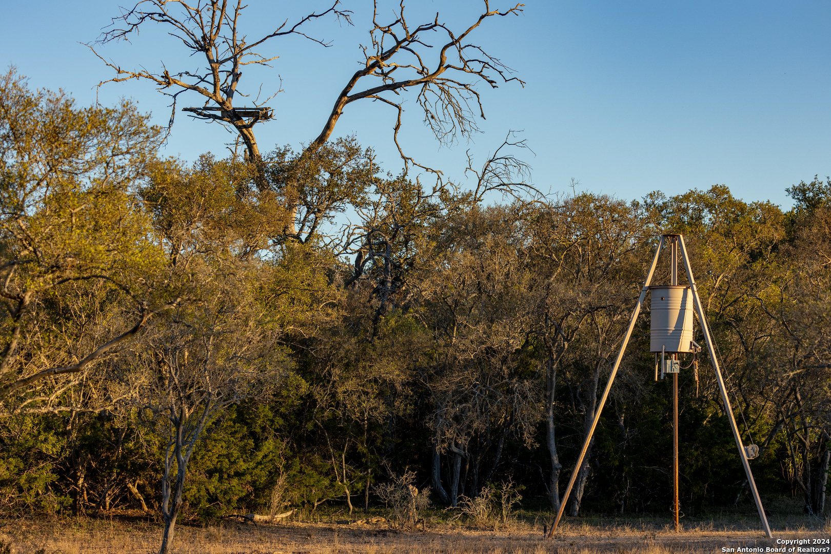 33309 Highway 55 Uvalde, TX 78801 - Photo 5 of 33 a picture of a tree