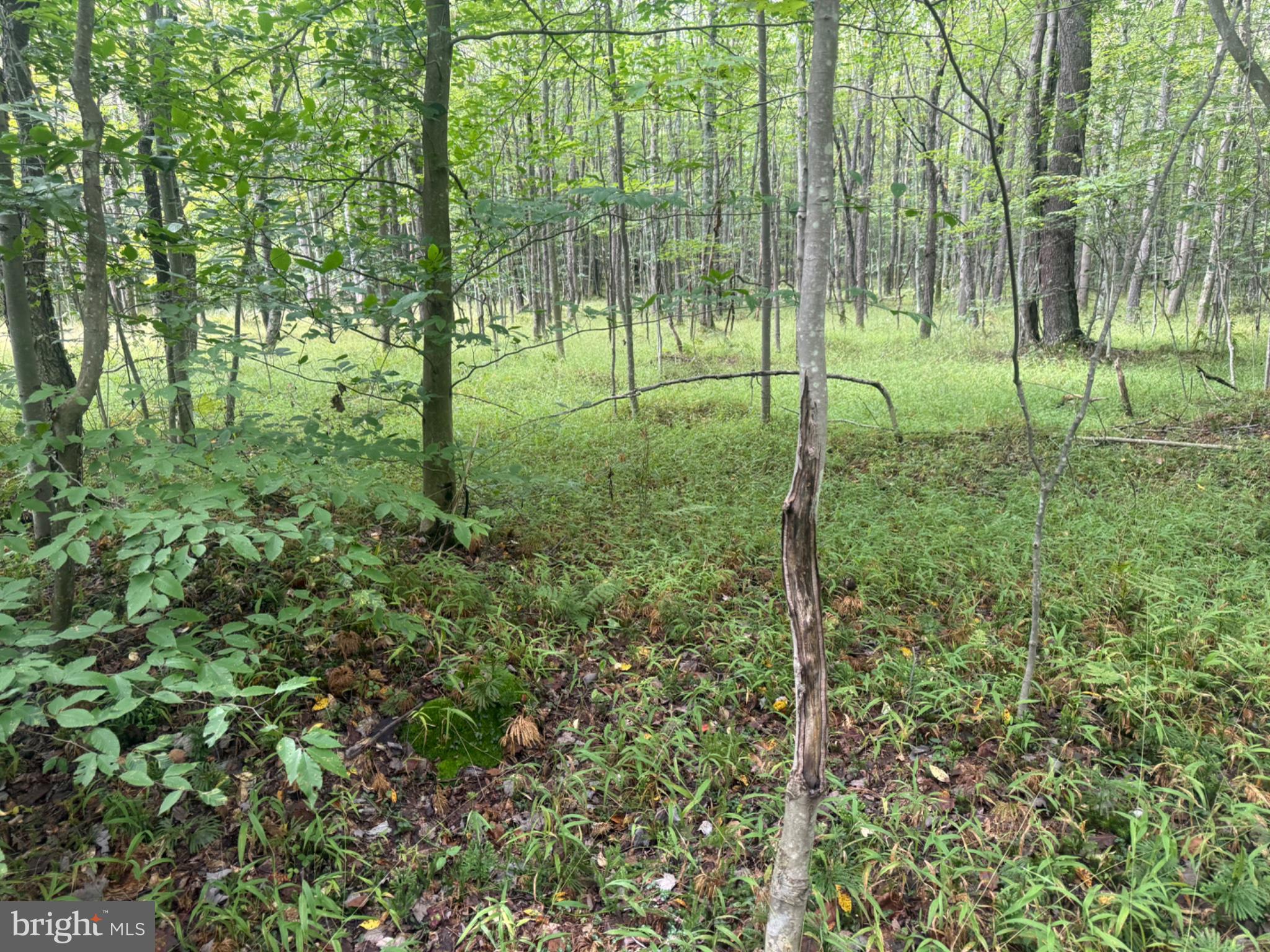 0 Mt Alton Road Limestone, NY 14753 - Photo 5 of 28 Gallery Image 5
