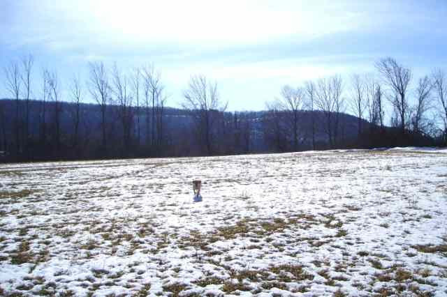 Clove Road Cobleskill, NY 12043 - Photo 5 of 6 Photo 5