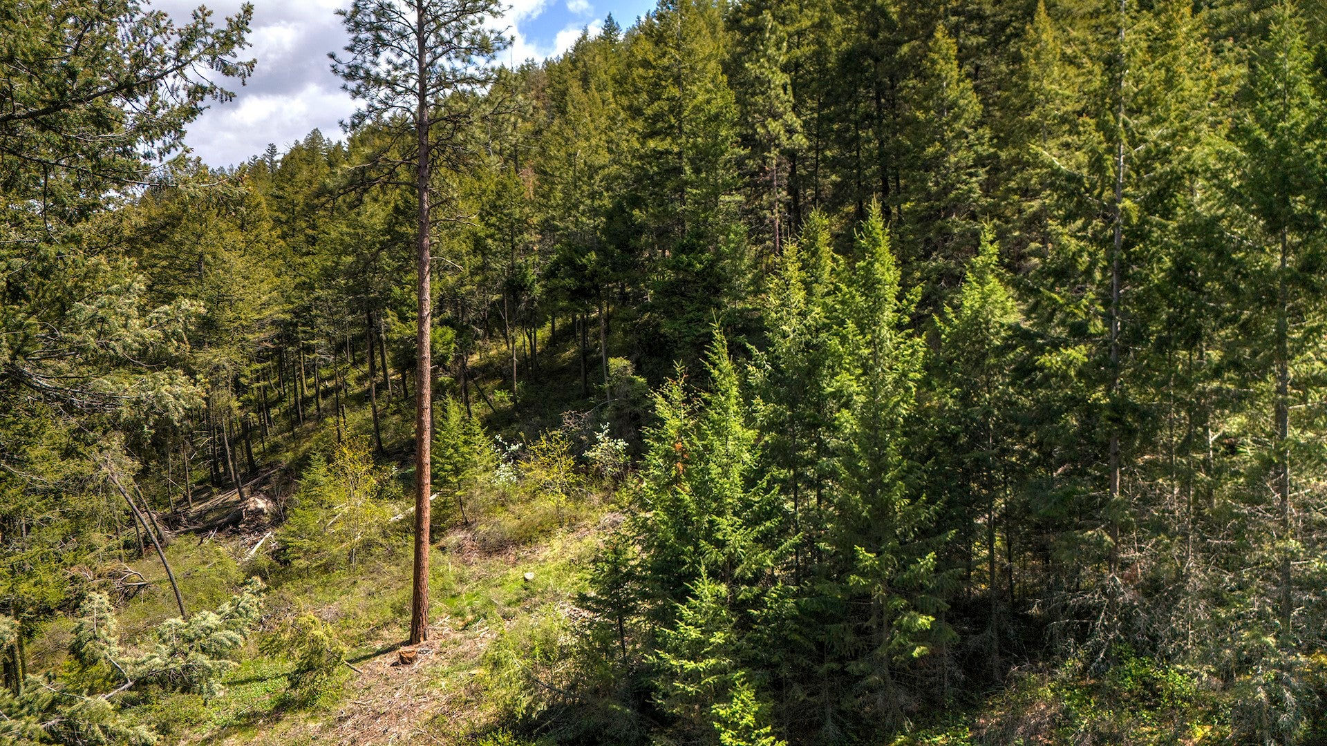 13275 Balsam Root Road Lolo, MT 59847 - Photo 16 of 36 Gallery Image 16