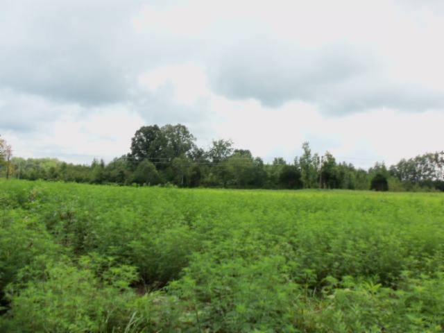 5 18 Acres Baxter Road Baxter, TN 38544 - Photo 3 of 12