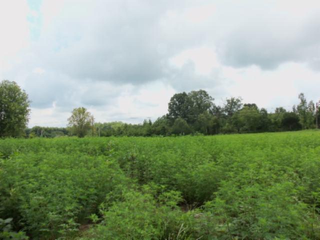 5 18 Acres Baxter Road Baxter, TN 38544 - Photo 5 of 12
